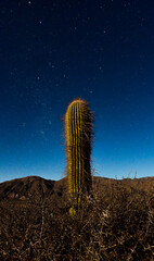 cactus at night
