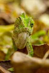 A chameleon in a natural enviroment. Chamaeleo chamaeleon