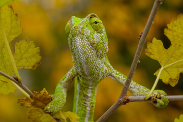 A chameleon in a natural enviroment. Chamaeleo chamaeleon