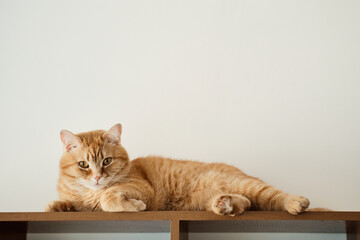 Big ginger cat with haughty look lies on rack. Copy space, selective focus