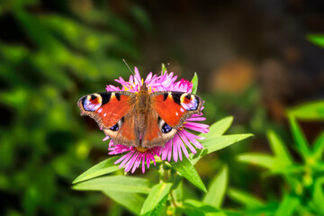 Macro of a peacock butterfly