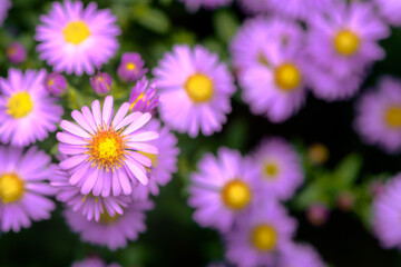 Obraz na płótnie Canvas Pink and purple aster flowers