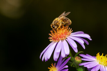 Bee pollinating on an aster flower