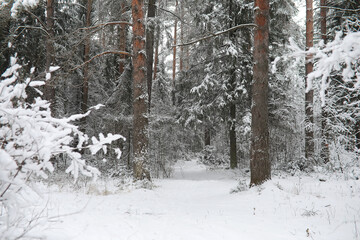Winter landscape. Forest under the snow. Winter in the park.