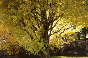 秋の皇居東御苑