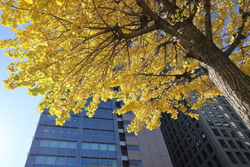 丸の内の秋