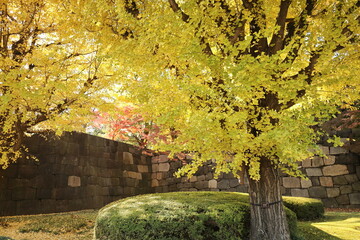 秋の皇居東御苑