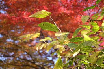 秋の皇居東御苑