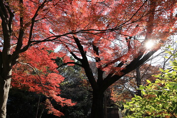 秋の皇居東御苑