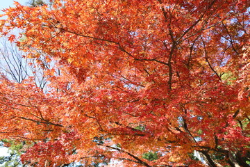 秋の皇居東御苑