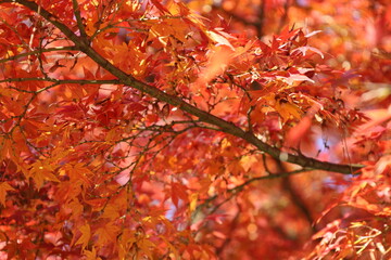 秋の皇居東御苑
