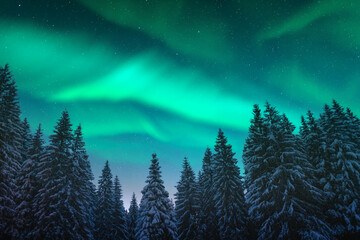 Aurora borealis. Northern lights in winter forest. Sky with polar lights and stars. Night winter...