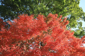 秋の皇居東御苑