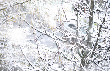 Winter Park. Landscape in snowy weather. January.