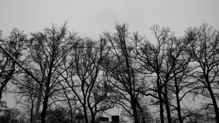 winter trees black and white photography