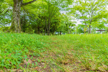 Fototapeta premium 森の中の草むら