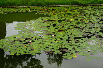 京都 宇治 平等院 鳳凰堂 ハス