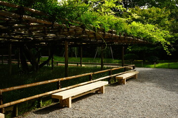 京都 宇治 平等院 鳳凰堂 藤棚