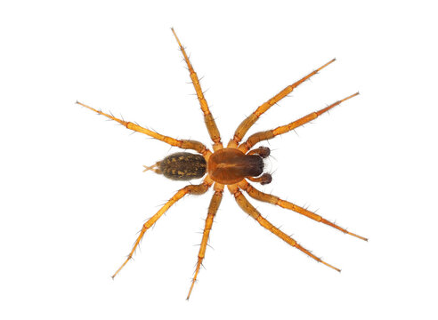 Mediterranean Funnel Weaver Spider Isolated On White Background, Lycosoides Coarctata Male