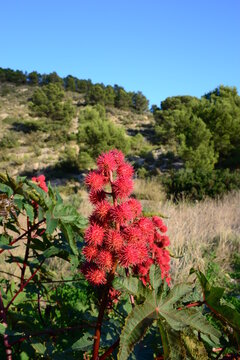 Ein Rizinusbaum in Spaniens wilder Natur
