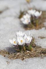 Spring flowers - white crocuses bloom in the park in April, a beautiful template for a web screensaver. Snow shiny cover melts near primroses, Easter card design.