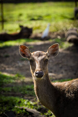 Potrait shot of stag on zoo park