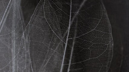 Background from skeleton leafs, close up.