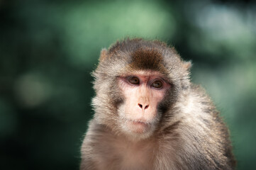 Portrait of a Rhesus macaque monkey (Macaca) on green forest background, India. Animal photography