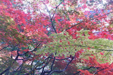 緑と赤の紅葉