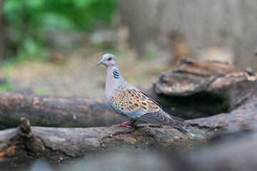 The European turtle dove (Streptopelia turtur)