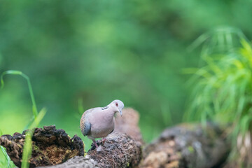 The European turtle dove (Streptopelia turtur)