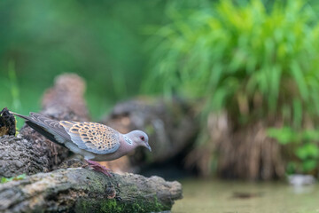 The European turtle dove (Streptopelia turtur)