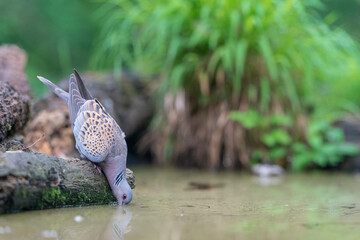 The European turtle dove (Streptopelia turtur)