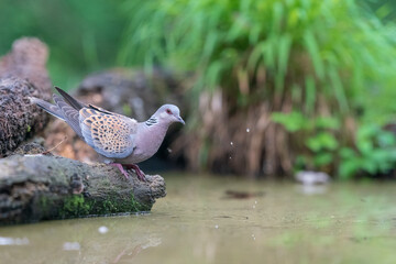 The European turtle dove (Streptopelia turtur)