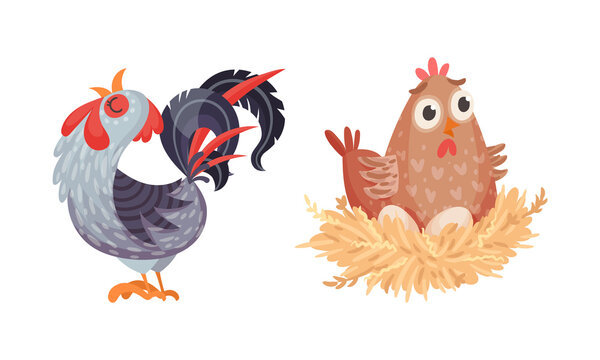 Rooster and nesting hen, farm poultry birds breeding cartoon vector illustration