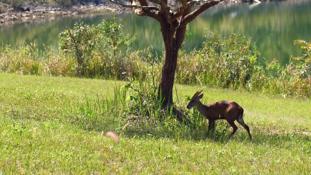 Barking deer or Muntiacus muntjak in nature, walking on green field near lake. Wild cute brown common muntjac on meadow, animal wildlife in Thailand Khao Yai National park