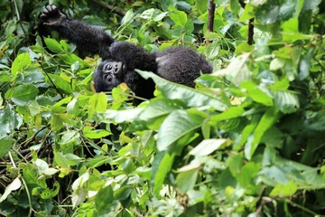 baby mountain gorilla (gorilla beringei beringei) - Bwindi Nationalpark, Uganda, Africa