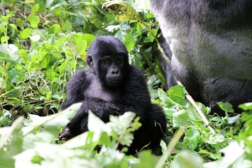 baby mountain gorilla (gorilla beringei beringei) - Bwindi Nationalpark, Uganda, Africa