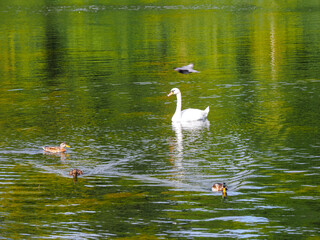 White swan on the pond