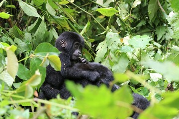 baby mountain gorilla (gorilla beringei beringei) - Bwindi Nationalpark, Uganda, Africa