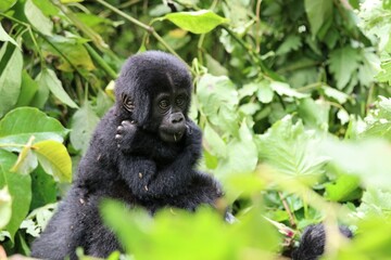 baby mountain gorilla (gorilla beringei beringei) - Bwindi Nationalpark, Uganda, Africa