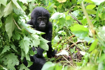 baby mountain gorilla (gorilla beringei beringei) - Bwindi Nationalpark, Uganda, Africa