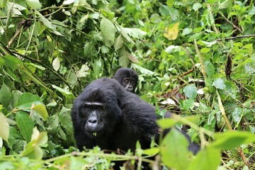 baby mountain gorilla (gorilla beringei beringei) - Bwindi Nationalpark, Uganda, Africa