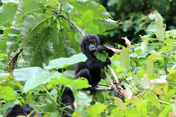 baby mountain gorilla (gorilla beringei beringei) - Bwindi Nationalpark, Uganda, Africa
