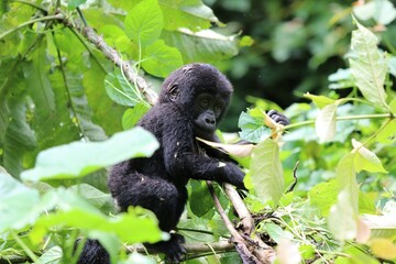 baby mountain gorilla (gorilla beringei beringei) - Bwindi Nationalpark, Uganda, Africa