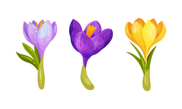 Bright fresh crocuses set. First spring purple, yellow and lilac flowers cartoon vector illustration
