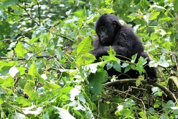 baby mountain gorilla (gorilla beringei beringei) - Bwindi Nationalpark, Uganda, Africa