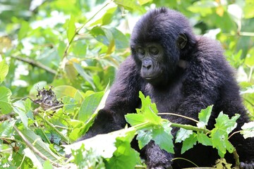baby mountain gorilla (gorilla beringei beringei) - Bwindi Nationalpark, Uganda, Africa