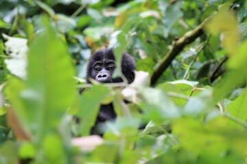 baby mountain gorilla (gorilla beringei beringei) - Bwindi Nationalpark, Uganda, Africa