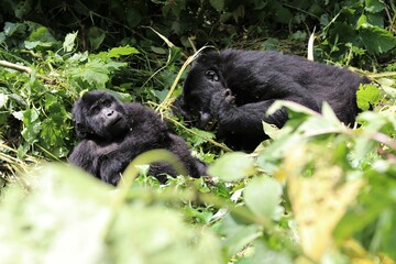 baby mountain gorilla (gorilla beringei beringei) - Bwindi Nationalpark, Uganda, Africa